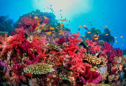 Plongée sous-marine à Taveuni