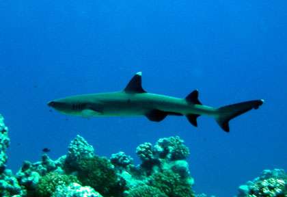 Les requins de American Samoa