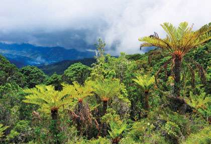 Kokoda trail en Papouasie