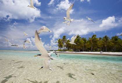 Les oiseaux de Tikehau