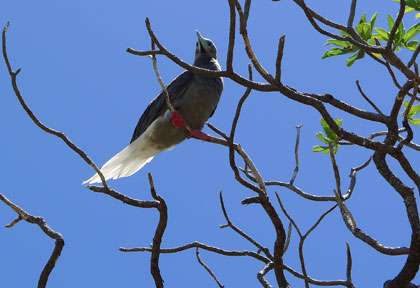 Fou à pieds rouges
