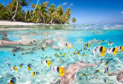 Poisson en Polynésie