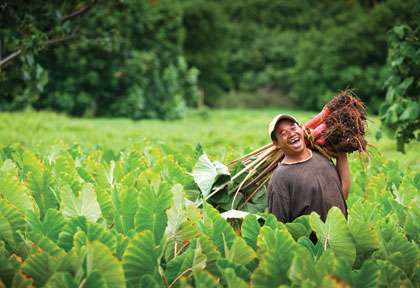 Culture à Mangaia