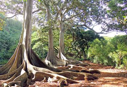 Allerton Garden à Hawaii