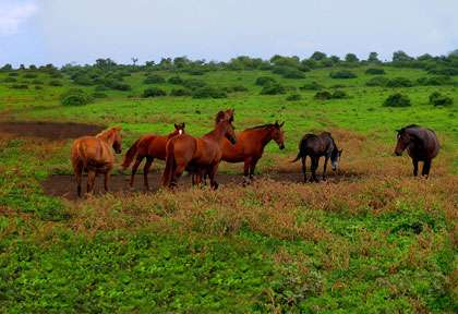 Chevaux sauvage à Tanna