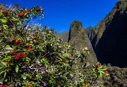 Le python de lao Needle