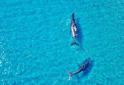 Les baleines de Maui à Hawaii