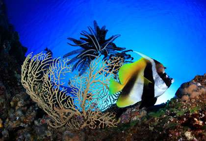 Plongée à Palau