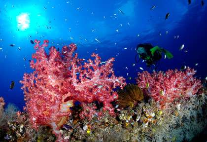 Les coraux du Pacifique