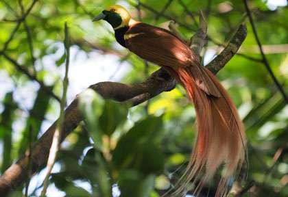 Oiseau de paradis en Papouasie-Nouvelle-Guinée