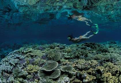 Snorkeling en Papouasie