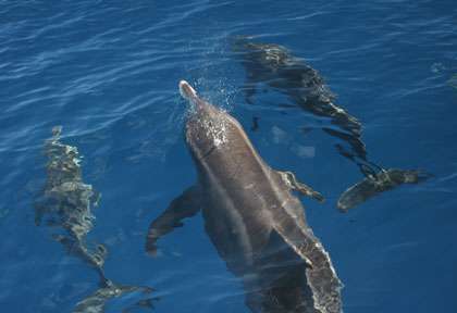 Les dauphins de American Samoa