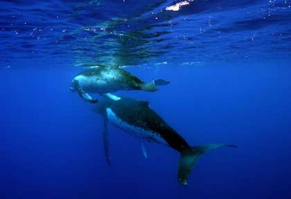 Les baleines de American Samoa