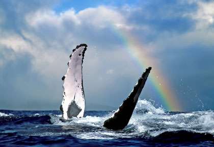 Baleines à bosse à Hawaii
