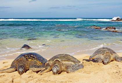 Les tortues de Hawaii