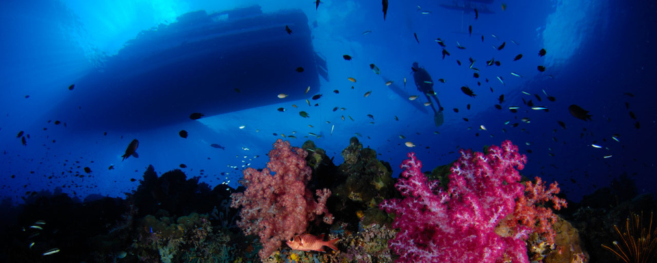 Plongée sous-marine © Walindi Dive Center - Marcelo Krause