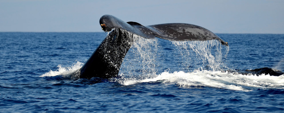 Baleine à bosse à Hawaii © Shutterstock - Rthoma