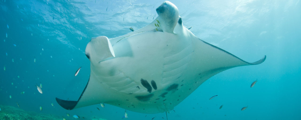 Raie manta à Yap © Shutterstock - Ethan Daniels