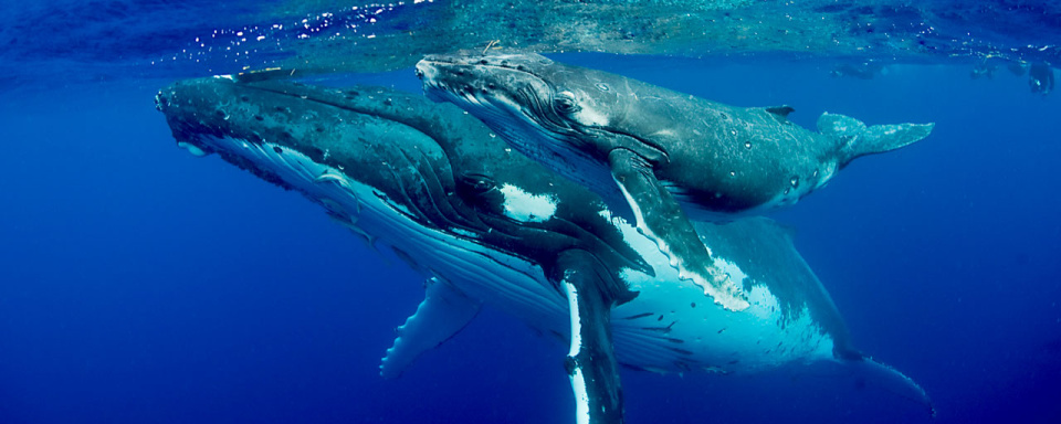 Baleine à bosse © Naia Cruises - Mark Snyder