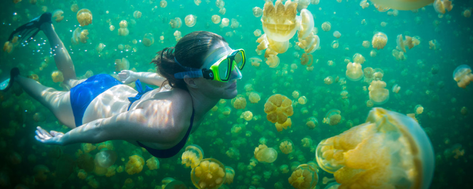 Snorkeling Jellyfish Lake à Palau © SPTO - David Kirkland