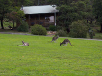 Australie _ Halls Gap _ D'Altons Studio