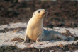 Australie - South Australia - Kandaroo Island - Seal Bay
