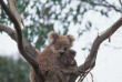 Australie - South Australia - Kandaroo Island - Koala
