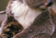 Australie - South Australia - Kandaroo Island - Koala