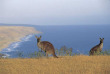 Australie - South Australia - Kandaroo Island - Kangourous