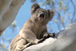 Australie - Autotour Melbourne - Adelaide par la Great Ocean Road, Grampians & Kangaroo Island