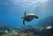 Australie - Queensland - Lady Elliot Island - Tortue verte © Tourism & Events Queensland