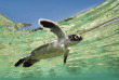 Australie - Queensland - Lady Elliot Island - Naissance des tortues en saison  © Tourism & Events Queensland