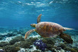 Australie - Queensland - Lady Elliot Island - Tortue © Tourism & Events Queensland
