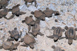 Australie - Queensland - Lady Elliot Island - Naissance des tortues en saison  © Tourism & Events Queensland