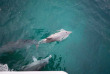 Australie - New South Wales - Jervis Bay Wild Dolphin Cruise © Destination NSW
