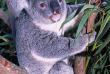 Tour du monde - Australie - Koala au zoo de Sydney