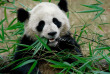 Tour du monde - Chine - Pékin - Panda au zoo © CNTA