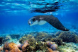 Fidji - Croisières Blue Lagoon Cruises - Activités
