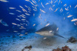 Fidji - Iles Yasawa - Barefoot Kuata Island - Rencontre avec les requins