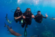 Fidji - Iles Yasawa - Barefoot Kuata Island - Rencontre avec les requins