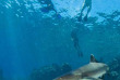 Fidji - Iles Yasawa - Barefoot Kuata Island - Rencontre avec les requins