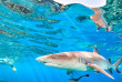 Fidji - Iles Yasawa - Barefoot Kuata Island - Rencontre avec les requins