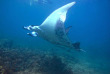 Fidji - Iles Yasawa - Mantaray Island Resort