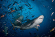 Fidji - Autotour sur Viti Levu - Beqa, plongée avec les requins © Sam Cahir-Predapix
