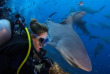 Fidji - Autotour sur Viti Levu - Beqa, plongée avec les requins © Sam Cahir-Predapix