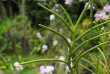 Fidji - Nadi et ses environs - Garden of the Sleeping Giant