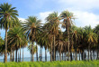 Fidji - Autotour sur Viti Levu © Shutterstock, Valery Shanin