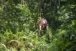 Fidji - Nadi - Tyrolienne à Momi Bay