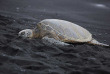 Hawaii - Hawai Big Island - Punaluu Black Sand Beach ©Shutterstock, Doug James