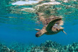 Hawaii - Maui - Croisière snorkeling à Molokini © Shutterstock, Peter Rimkus